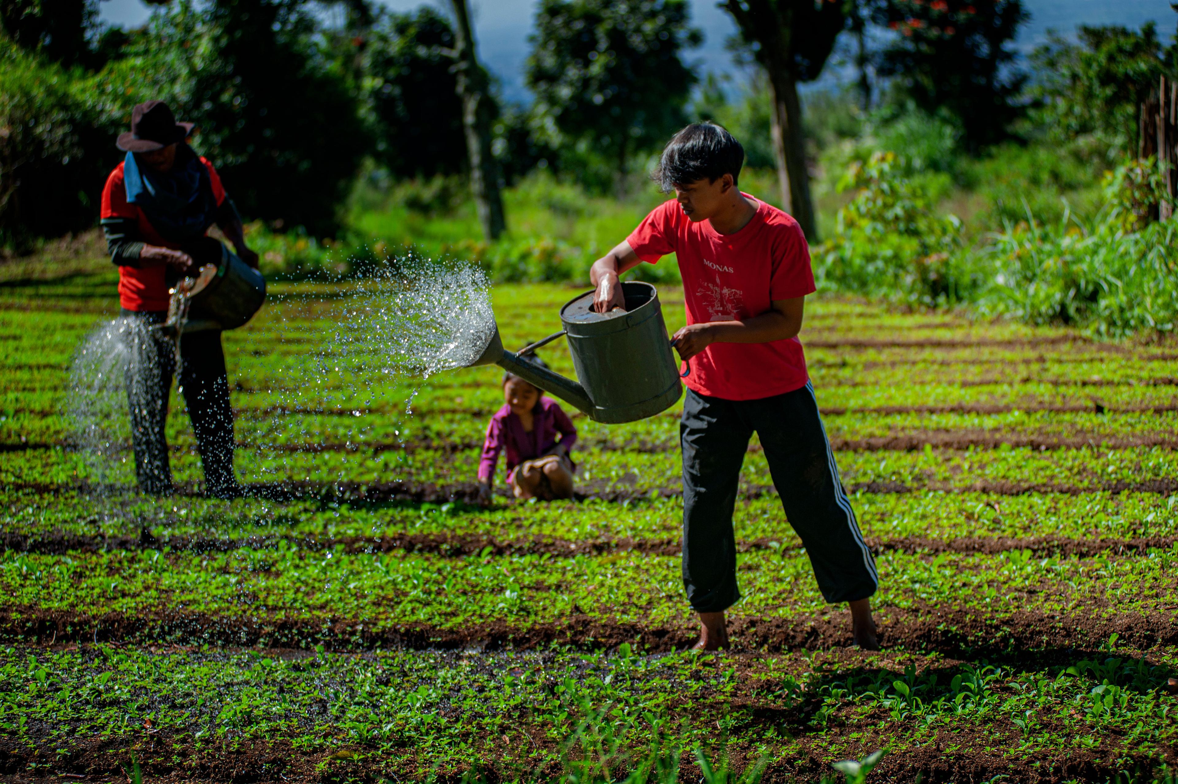 Petani menyiram tanaman — dampak langsung pertanian berkelanjutan BISA